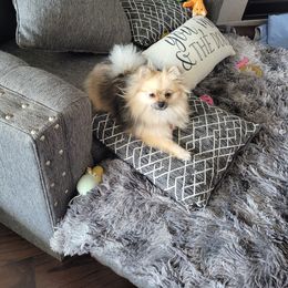 Pomeranian Puppies from Hemolele Poms