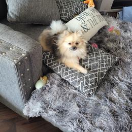 Pomeranian Puppies from Hemolele Poms