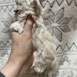 Maltese, Miniature Schnauzer, and Yorkshire Terrier Puppies from Sassy Yorkie , Mini Schnauzers , Maltese Love of Alabama
