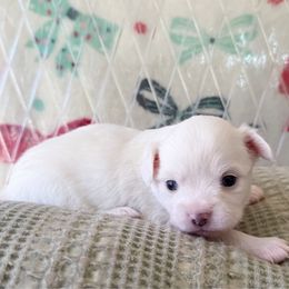 Frosty - Blue and white male Chihuahua puppy in Harrison, Michigan from Cloud9 Chihuahuas