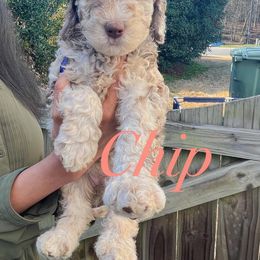 Cockapoo and Goldendoodle Puppies from My Forever Best Friend