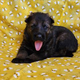 Girl 1 (Green) - Bi-color female German Shepherd puppy in Genoa, Illinois from vom ehrenSchutz German Shepherds