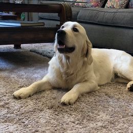 Golden Retriever Puppies from West Coast Cream Goldens