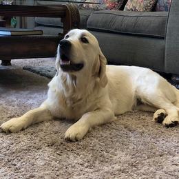 Golden Retriever Puppies from West Coast Cream Goldens