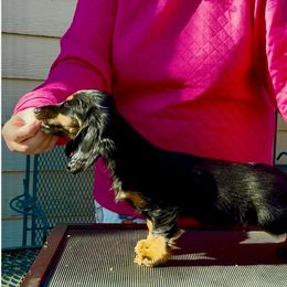 Dachshund Puppies from Sarou's Miniature Dachshunds