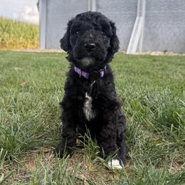 Monroe - Black and white female Sheepadoodle puppy in Lancaster, Pennsylvania from Bitler Family Puppies