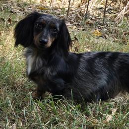 Ridgewoods Tink - Dachshund