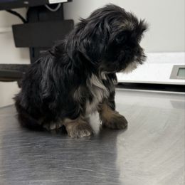 Churro - Black and tan male Shih Tzu puppy in Selma, California from JAB