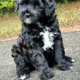 Portuguese Water Dog Puppies from Top Notch Portuguese Water Dogs