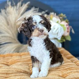 Franklin - Tri-color male Australian Labradoodle puppy in Taylor, Michigan from Mi Best Doodle Ever, LLC
