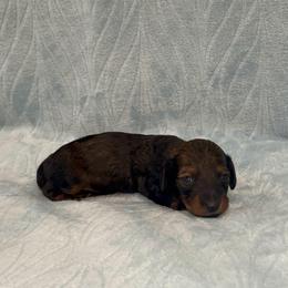 Simon- AKC - Red male Dachshund puppy in Gainesville, Texas from Diamond B Doxies