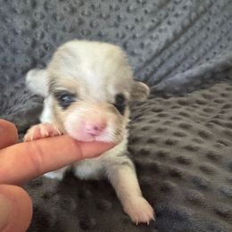 Peanut - Blue merle and white male American Corgi puppy in Paradise, Texas from Bar S Corgis