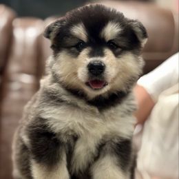 Ms Yellow - Seal and white female Alaskan Malamute puppy in Giddings, Texas from Strong Water Malamutes