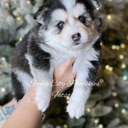 Fatso - Black and white male Pomsky puppy in Rossville, Georgia from Scenic City Pomskies