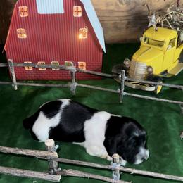 Dachshund Puppies from BellBottoms Dachshunds