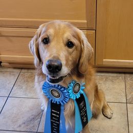 Golden Retrievers from Hi-D-Ho Dog Training