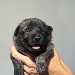"Samantha y" Dutch Shepherd Puppies from Monadnock Dutch Shepherds