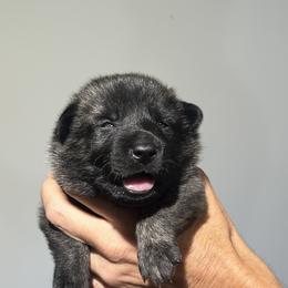 "Samantha y" Dutch Shepherd Puppies from Monadnock Dutch Shepherds