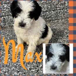 Max (Boy 2) - Parti male Goldendoodle puppy in Ankeny, Iowa from Iowadoodles2love