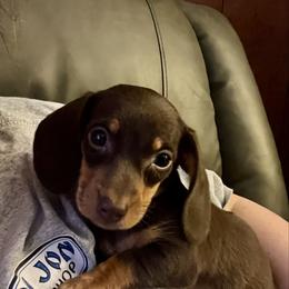 Hazel - Chocolate and tan female Dachshund puppy in Milroy, Pennsylvania from Not Your Average Weiner