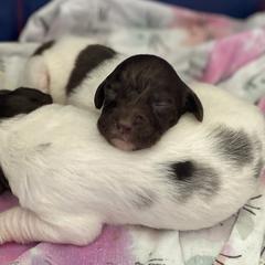 Kleine Munsterlander Puppies from Prairie State Kennel
