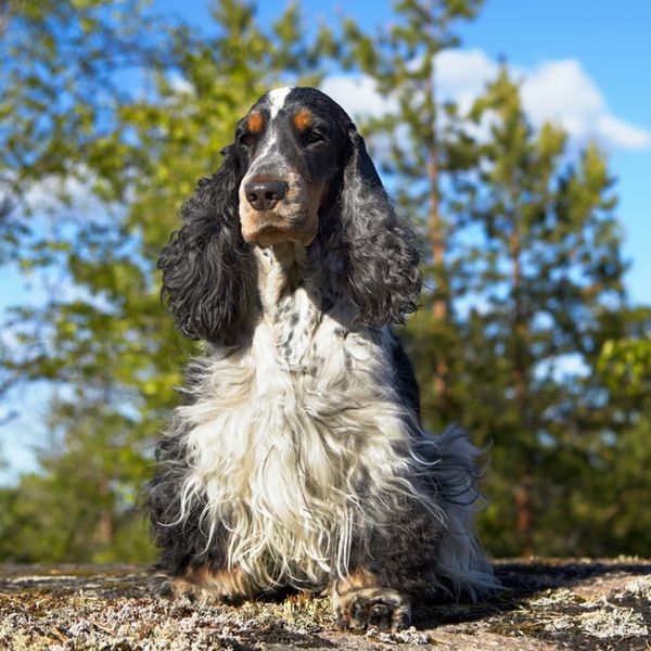 English Cocker Spaniel