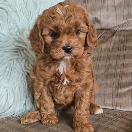 Ruby - Red female Cavapoo puppy in Blackfoot, Idaho from Rocky Desert Goldens and Cavaliers