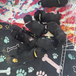 Purple girl - Black female Scottish Terrier puppy in Brule, Nebraska from Scottyland Yard