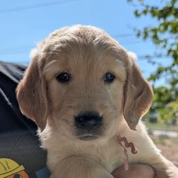 Ms. Pink - Light golden female Golden Retriever puppy in Yucaipa, California from Golden Kennel Breeders