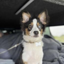 Eros - Miniature Australian Shepherd