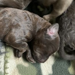 Goldendoodle Puppies from FamilyLoved Doodles