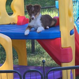 Teal Collar - - Red tri female Miniature Australian Shepherd puppy in Aurora, Missouri from Barnyard Mini Aussies