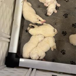 Girl 1 - White and badger female Great Pyrenees puppy in North Fork, California from Heritage Mountain Ranch