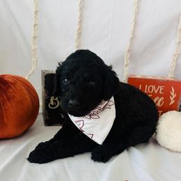 Fudge - Black male Goldendoodle puppy in Cedartown, Georgia from Loyal Doodles