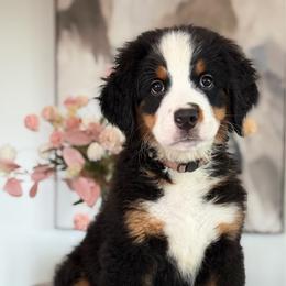 Rusty - Tri-color male Bernese Mountain Dog puppy in Yuciapa, California from AlltheDoodlez_