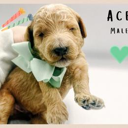 Ace - Red  male Goldendoodle puppy in Hilton, New York from The House of Goldendoodle