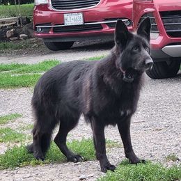 Click - German Shepherd