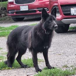 Click - German Shepherd