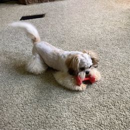 Trever - Shih Tzu