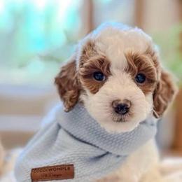 Princeton - Parti male Goldendoodle puppy in Pleasant Grove, Utah from Destination Doodles