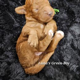 Green Boy - Red male Labradoodle puppy in Payson, Utah from Utah County Labradoodles