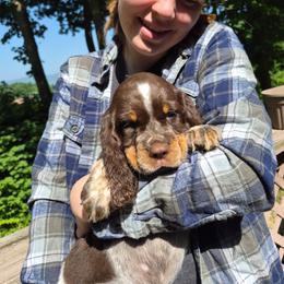 Brown - Tri-Roan male English Springer Spaniel puppy in South Williamsport, Pennsylvania from Hoppin Honey Homestead