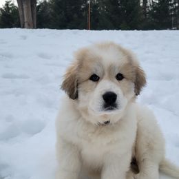 Dachshund and Great Pyrenees Puppies from Mulberry Meadow Farms