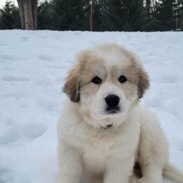 Dachshund and Great Pyrenees Puppies from Mulberry Meadow Farms