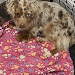 Elle - Toy Australian Shepherd