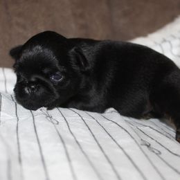 Puppy - Black and tan male Brussels Griffon puppy in Huntsville, Alabama from Tammy's Brussels