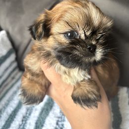 Blue boy - Tricolor male Shih Tzu puppy in Lakeland, Florida from Sunshine Shih Tzus