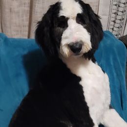 Benny - Sheepadoodle