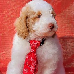 Frost - Labradoodle puppy in Statesville, North Carolina from Labradoodles of the Foothills