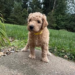 Yellow - Boy - Red  male Goldendoodle puppy in Kent City, Michigan from Hannah Mae Doodles